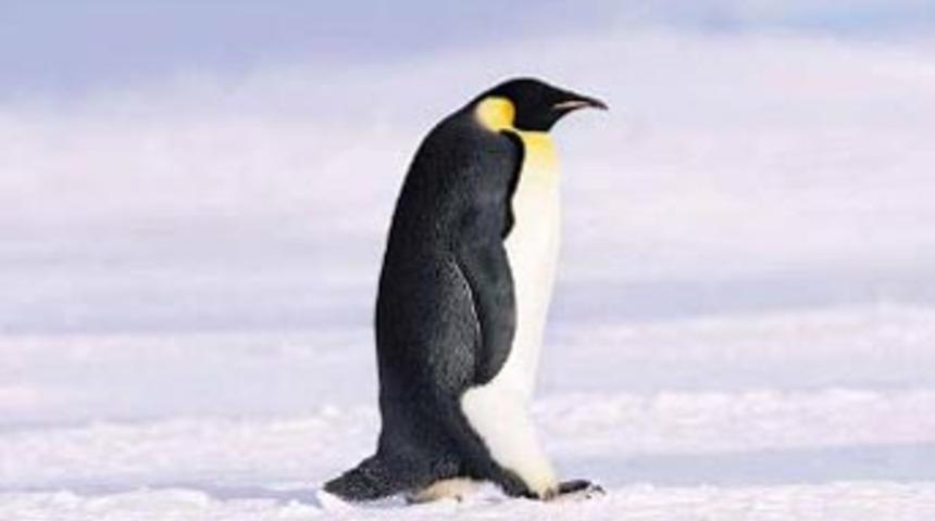 Yolunu şaşıran Penguen 5 bin kilometre katetti