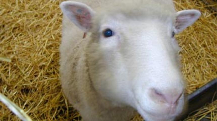 Dolly'nin klonlayıcısı T&uuml;rkiye'de