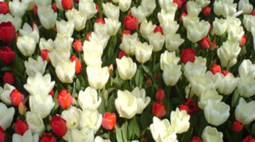 İstanbul'un en g&uuml;zel laleri &ouml;d&uuml;llendirildi