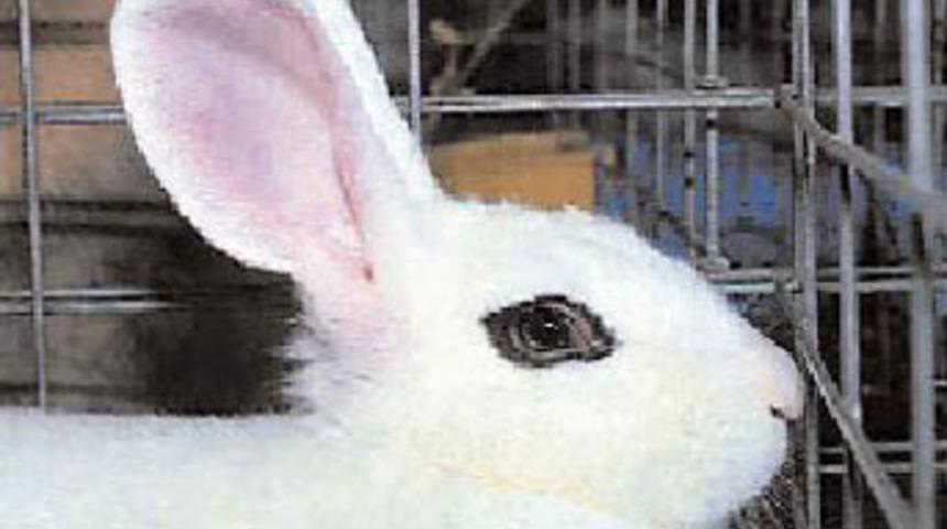 Tavşan, yaşlı karıkocaya saldırdı