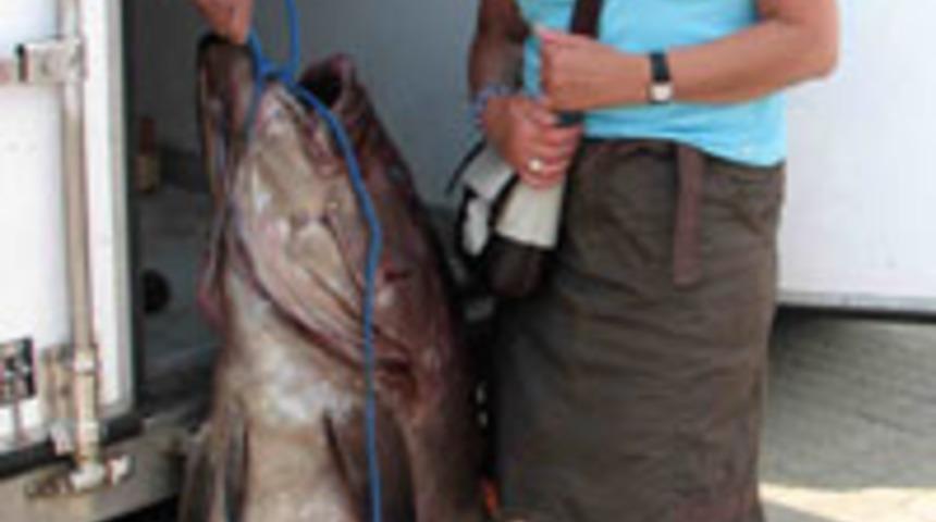 &Ccedil;anakkale'de 70 kiloluk kaya balığı yakalandı