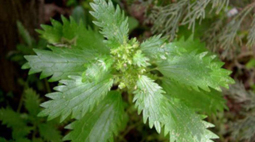 Kansere karşı ısırgan otu