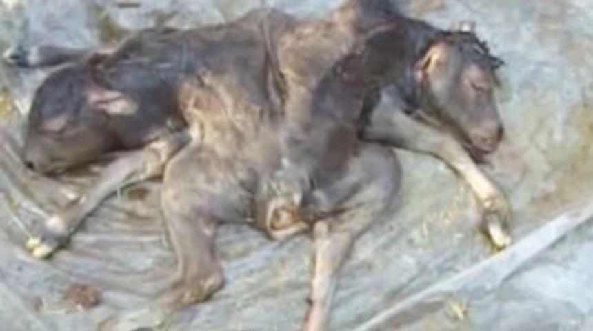 2 kafalı, 2 kuyruklu, 6 ayaklı buzağı doğdu