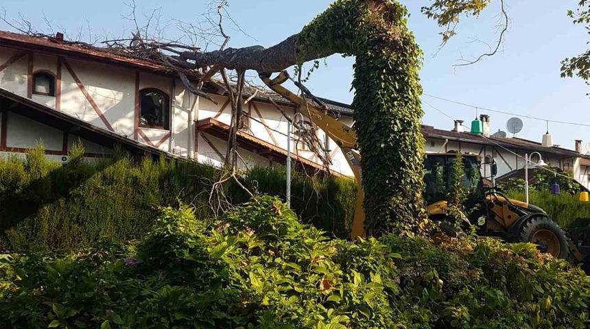 Deprem olduğunu sanıp korkuya kapıldılar! Asırlık çınar ağacı villanın çatısına devrildi
