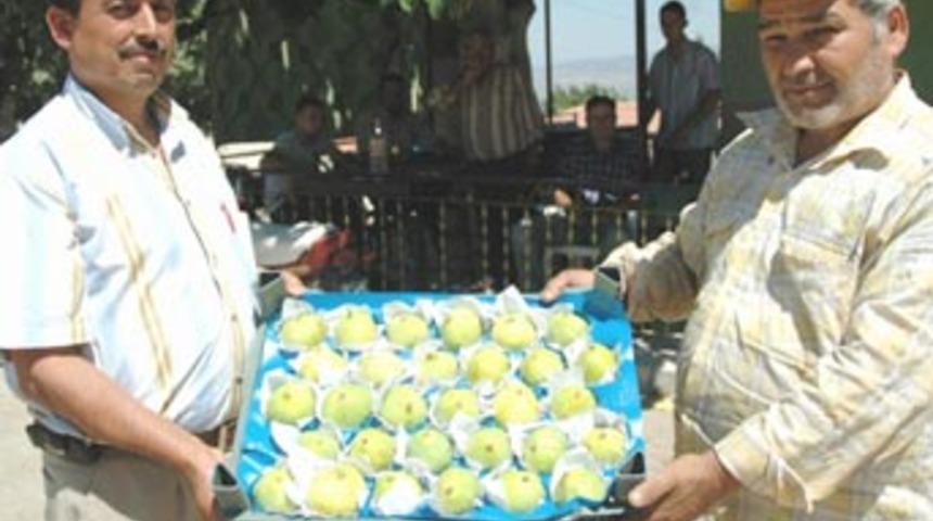 Kuraklığın son kurbanı: Yediveren inciri