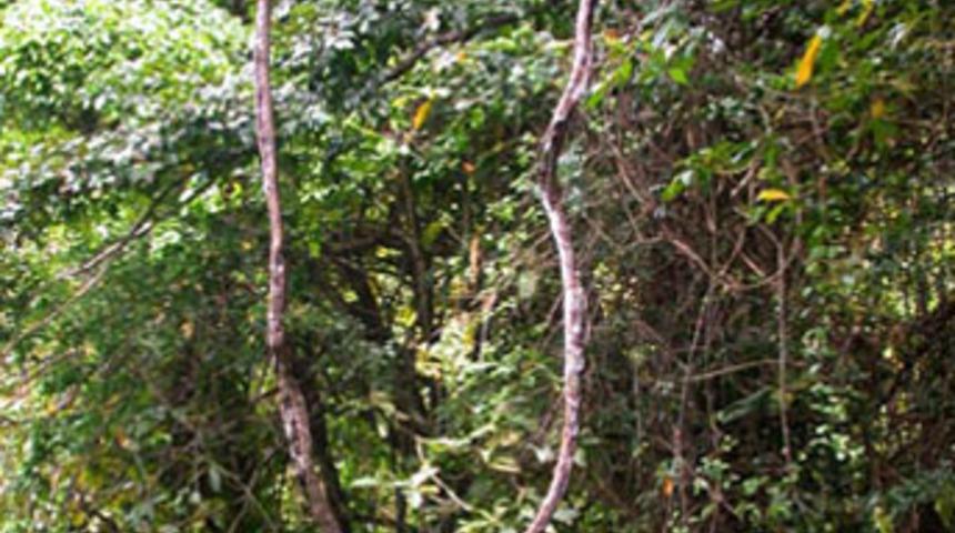 T&uuml;rkiye'deki ormanlar strese girdi