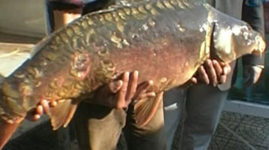 Dev balıklar kıyılara vuruyor