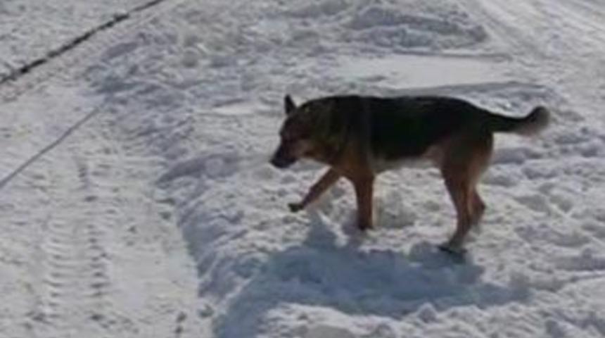 K&ouml;pek sahaya girerse