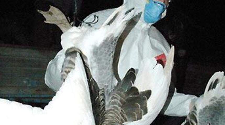 Samsun'da kuş gribi