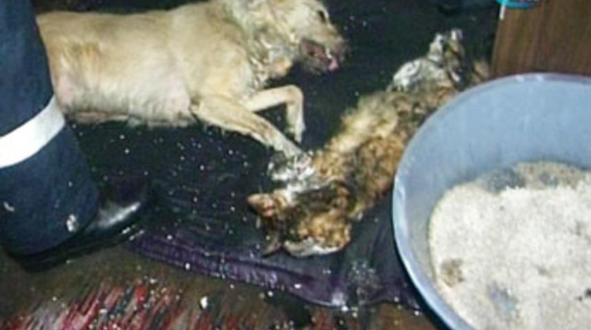 Evdeki yangın k&ouml;pek ve kedileri telef etti