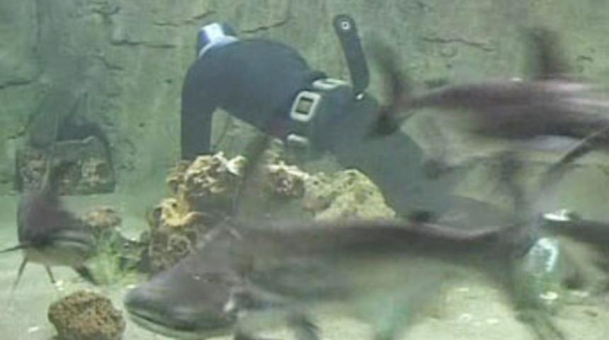 K&ouml;pekbalığı bakıcısı cesareti ile şaşırtıyor