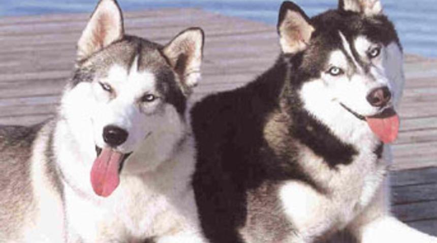 K&ouml;pekler 11 aylık bir &ccedil;ocuğu par&ccedil;aladı