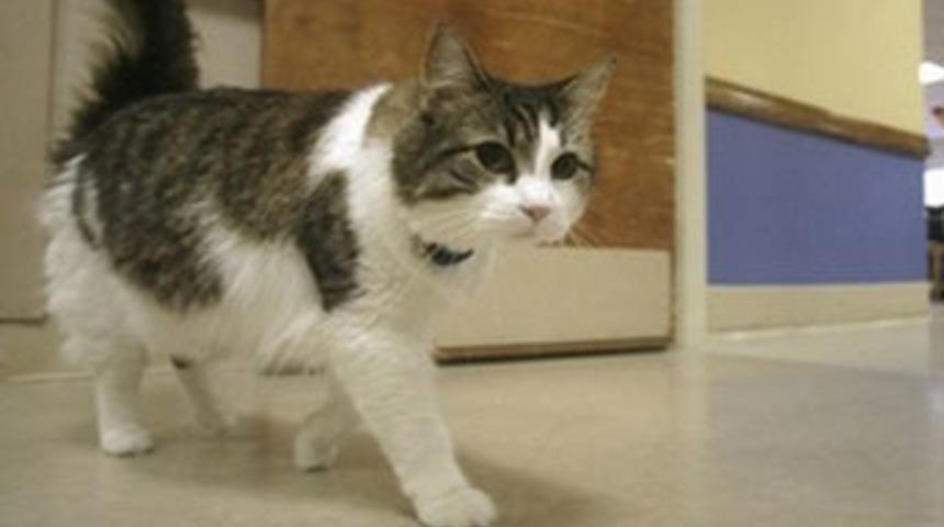 Bu kedi hastaların ne zaman &ouml;leceğini biliyor!