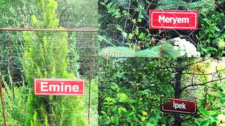 İsimlerin bulunduğu fidanların arkasındaki sır! Çoğunun haberi yok, gelince öğreniyorlar