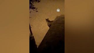 Yer: Kastamonu... Bazı vatandaşlar evlerinden fark etti! İlçeye inen ayı cep telefonu kamerasıyla böyle görüntülendi