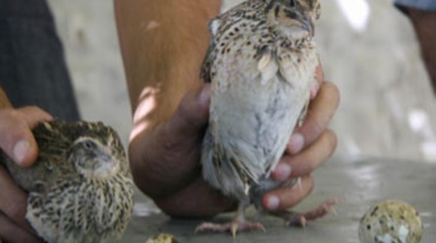 T&uuml;rkiye'nin en b&uuml;y&uuml;k bıldırcını yetiştirildi