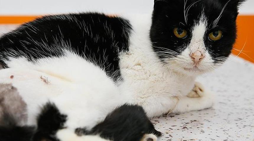 İstanbul'da kedilere kezzap ve asit döken şüpheliye para cezası!