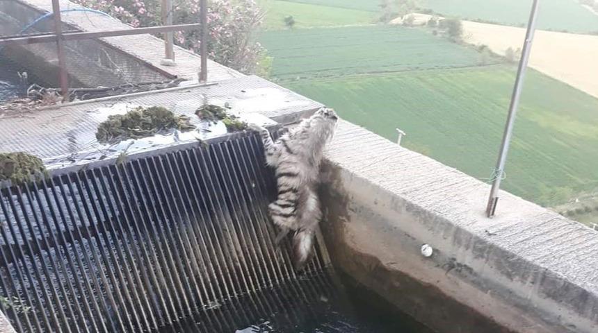 43 yıl sonra ilk kez o ilçede görüntülendi! Bekçi fark etti... Hemen telefonuna sarıldı