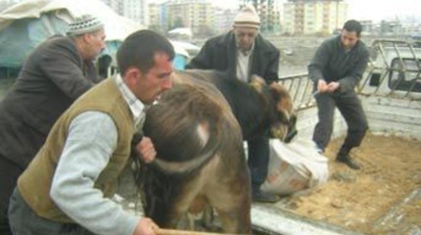Kurbanlık boğaya sopa