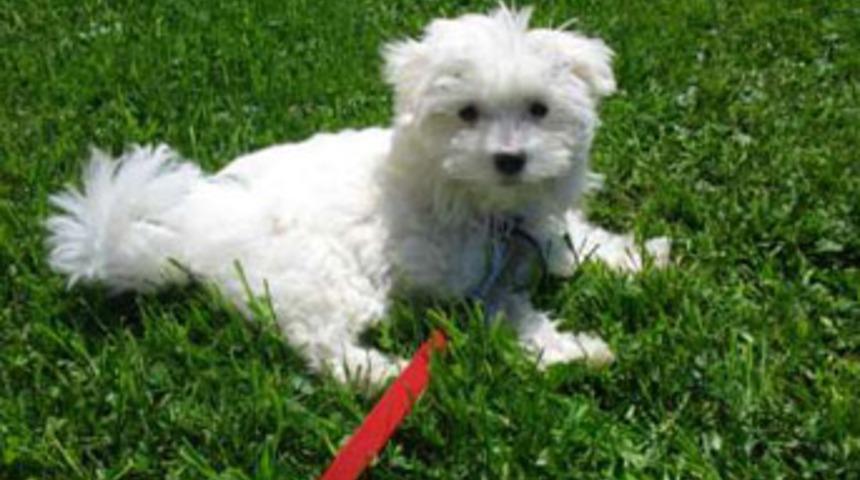 G&uuml;ney Kore'de kanser teşhisi yapan k&ouml;pek klonlandı