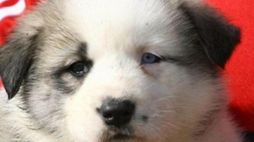 Kangal ile "Husky" karıştı