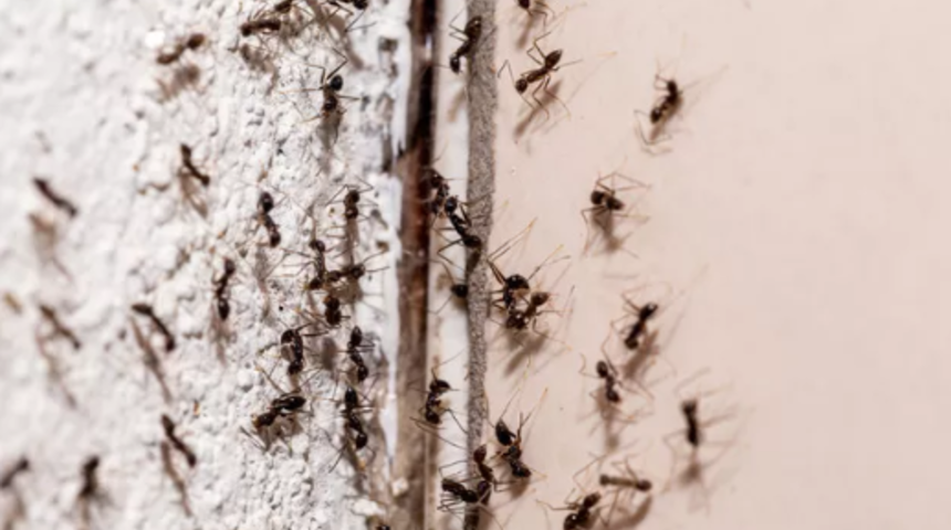 Karıncalardan kurtulmanın 6 kesin form&uuml;l&uuml;! Bu y&ouml;ntemler evinizdeki karıncaların k&ouml;k&uuml;n&uuml; kurutacak