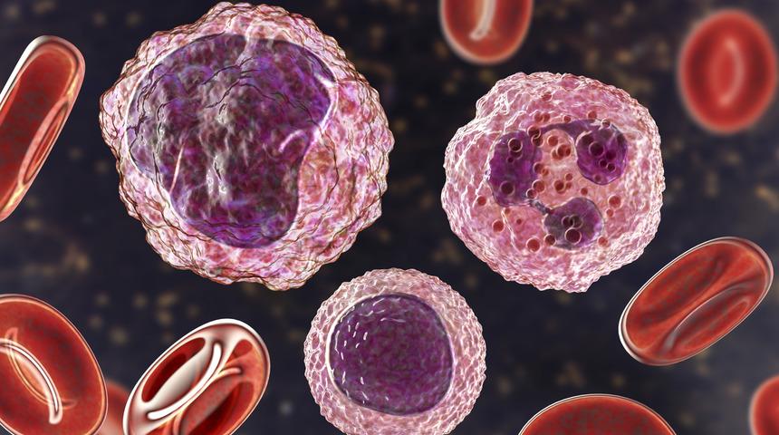 LYM yüksekliği ve düşüklüğü nedir? LYM lenfosit yüksekliği ve düşüklüğü ne anlama gelir?