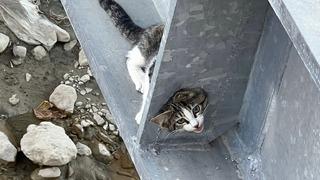 Çorum'da köprüye sıkışan kediyi itfaiye kurtardı