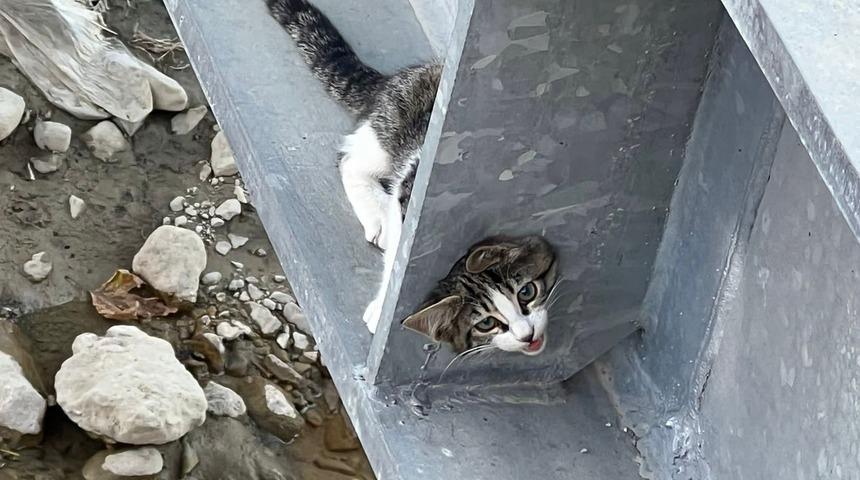 Çorum'da köprüye sıkışan kediyi itfaiye kurtardı