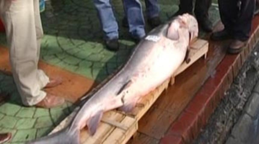 56 kiloluk dev Mersin Balığı