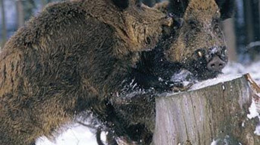 A&ccedil; kalan domuz s&uuml;r&uuml;leri şehre indi