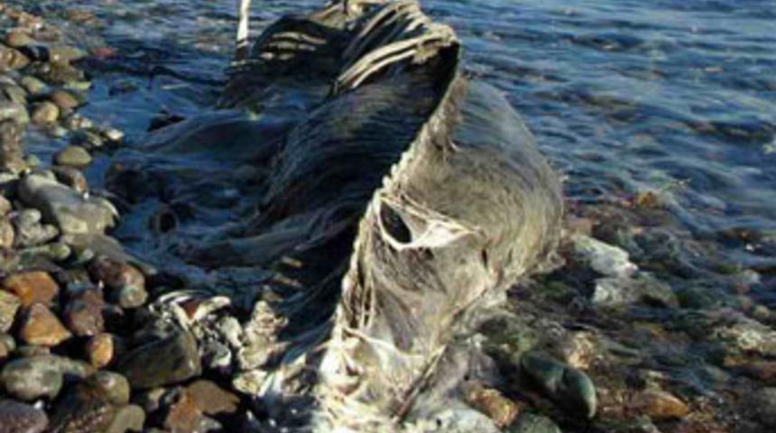 Yarım tonluk dev hayvan herkesi korkuttu