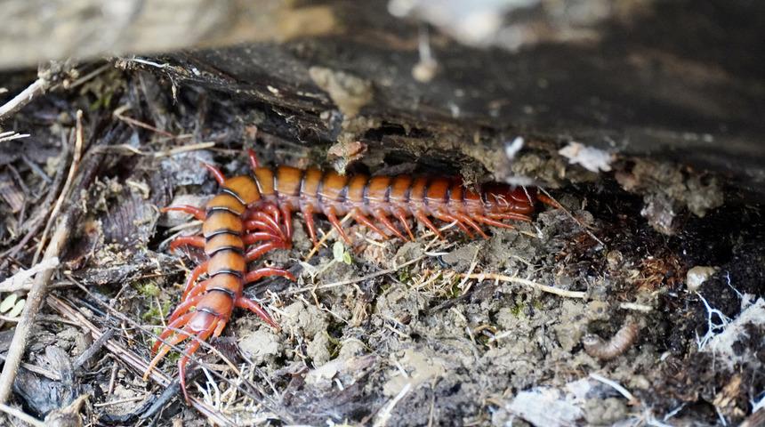 Çıyan sokma tehlikeli mi, öldürür mü? Çıyan sokma ilk yardımı nasıl yapılır?