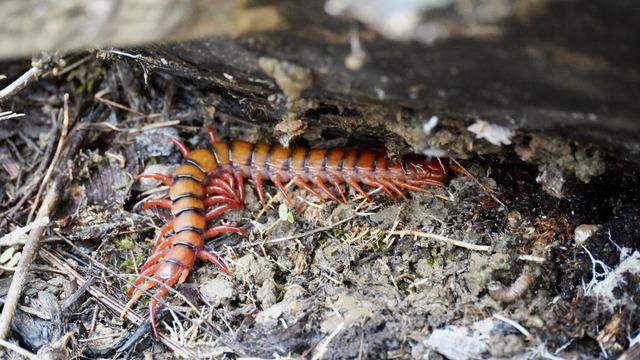 Çıyan sokma tehlikeli mi, öldürür mü? Çıyan sokma ilk yardımı nasıl yapılır?