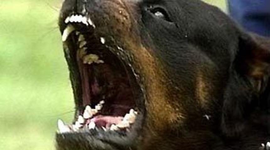 Bir yaşındaki &ccedil;ocuk, ev k&ouml;peğinin saldırısında &ouml;ld&uuml;