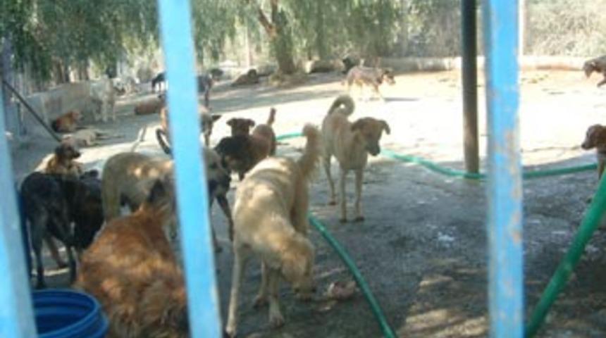 Kuşadası k&ouml;pekevi'nde 2. a&ccedil;lık skandalı