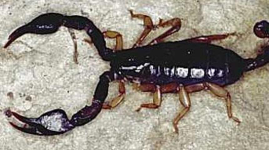 Akrep sokmasından 1 &ccedil;ocuk hayatını kaybetti