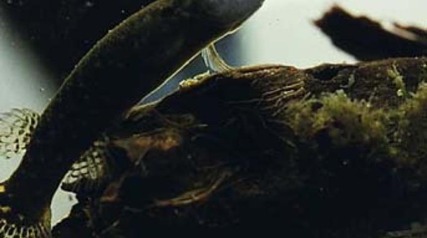 Ağa&ccedil;ta yaşayabilen balık keşfedildi