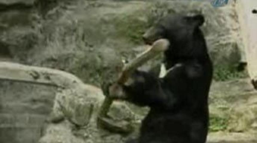 Bu ayı &ccedil;ok g&uuml;ld&uuml;r&uuml;yor