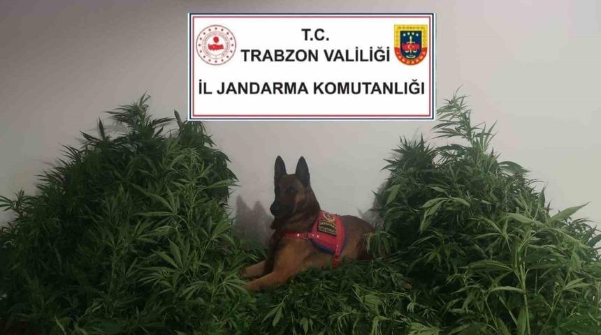 Jandarmadan kenevir operasyonu