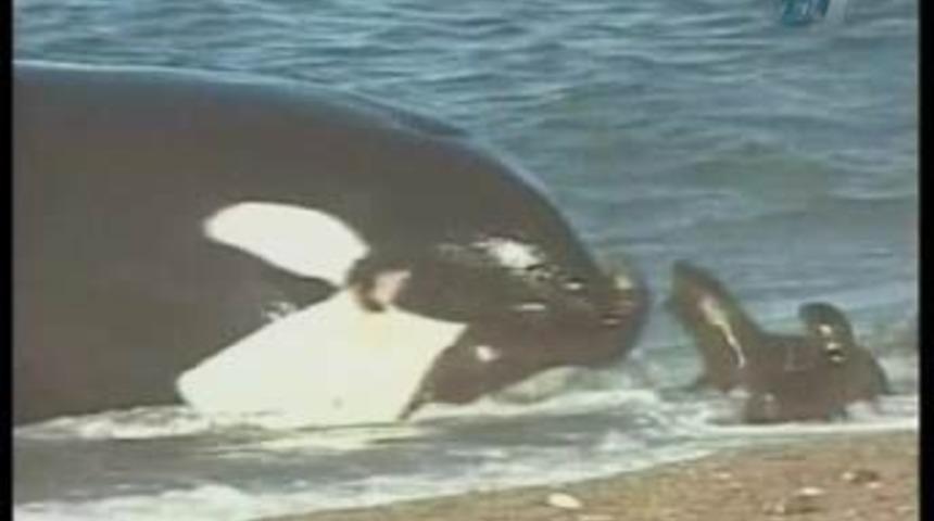 Katil balinadan inanılmaz fok avı