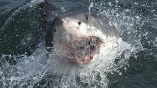 Sahildekilerin korku dolu bakışları altında köpek balığı saldırdı! Bacağı kopan kadın kendi imkanlarıyla sudan çıktı