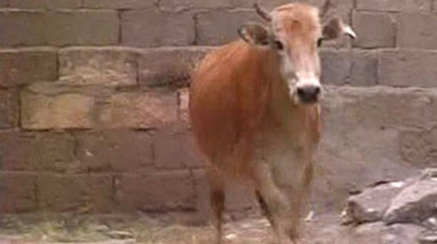 İnsanlar mı vahşi hayvanlar mı?