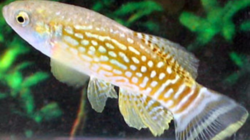 Burduricus balıkları akvaryum ortamına alıştırılıyor