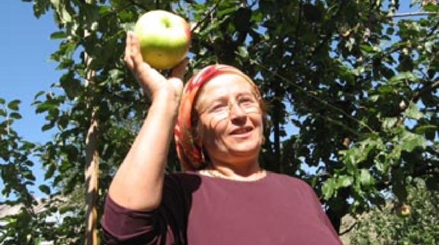 Kafa b&uuml;y&uuml;kl&uuml;ğ&uuml;ndeki elma şaşırtıyor