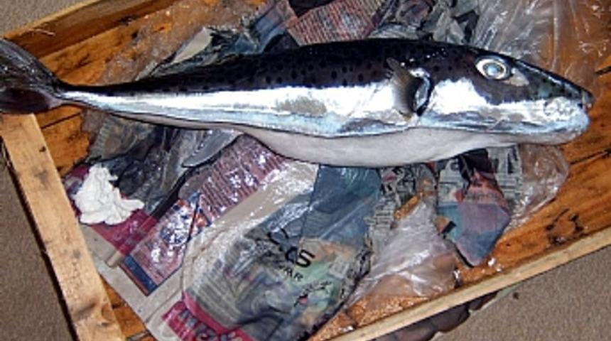 K&ouml;rfezdeki canavar "balon" &ccedil;ıktı 