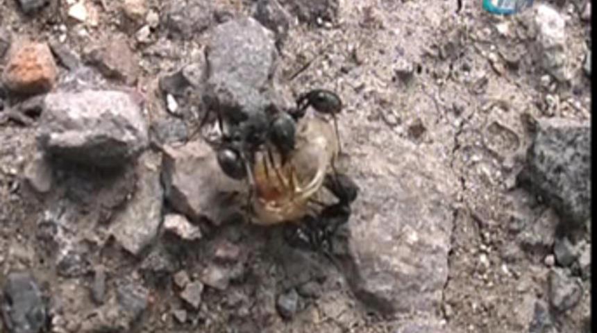 Karıncalar yuvalarını dezenfekte ediyor