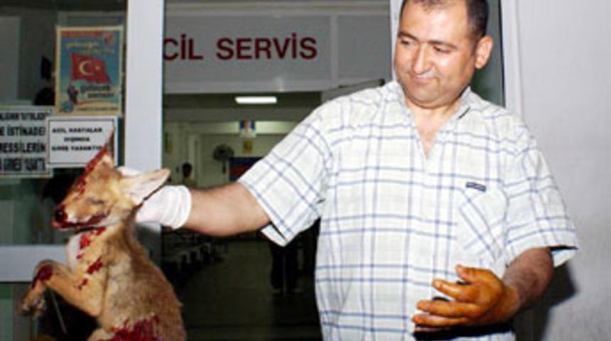 Saldırgan tilkiyi boğarak &ouml;ld&uuml;rd&uuml;
