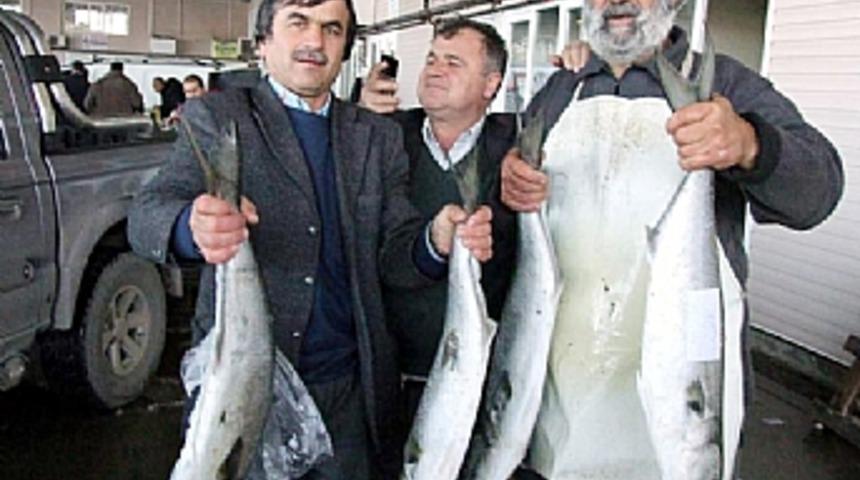 Marmara'da dev kofana balıkları yakalandı