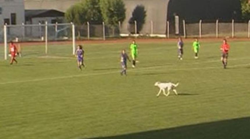 Sahaya giren k&ouml;pek, bayan futbolcuları korkuttu